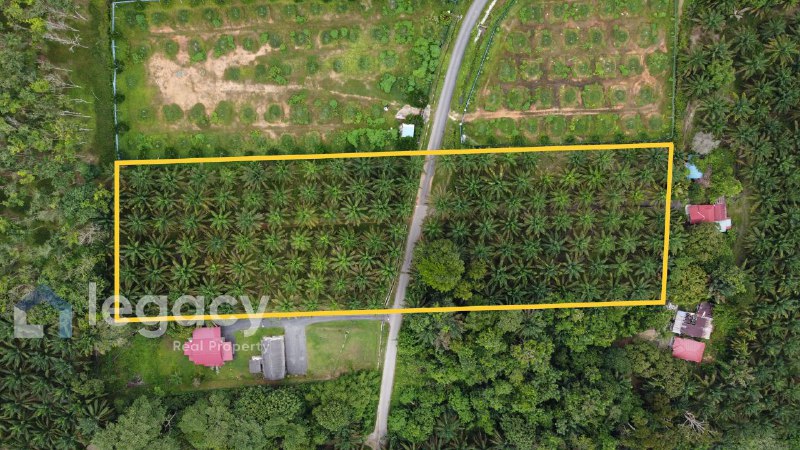 Tanah Pertanian Sawit untuk Dijual – Kg Rasau, Slim River, Perak