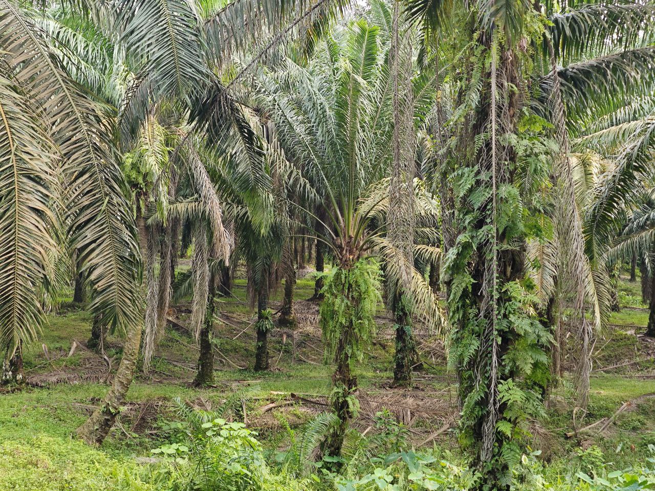Tanah Pertanian FREEHOLD berkeluasan 8 Ekar di Tanjung Tualang untuk dijual